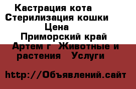 Кастрация кота - 750. Стерилизация кошки - 2000. › Цена ­ 2 000 - Приморский край, Артем г. Животные и растения » Услуги   